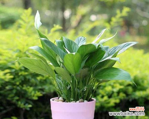 探究白掌花的寓意与象征 植物白掌的花语