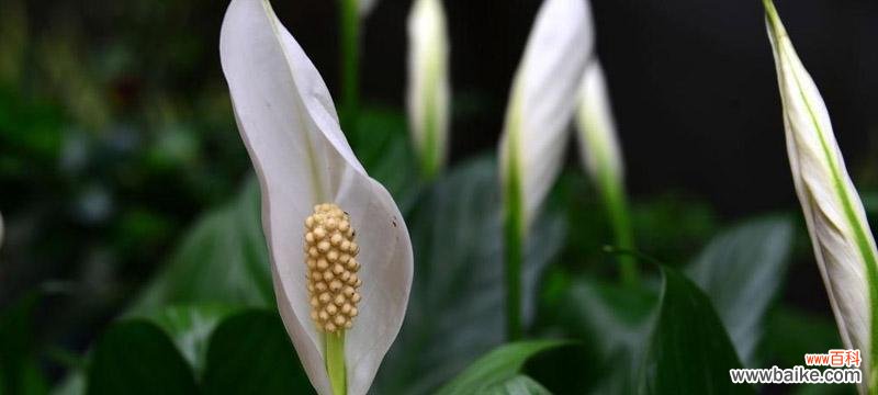 探究白掌花的寓意与象征 植物白掌的花语