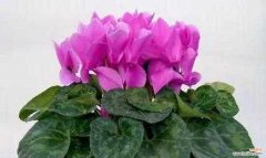 探寻花语文化之美 仙客来花语——花语之美