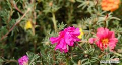 探寻太阳花的美丽内涵 太阳花的花语和象征意义