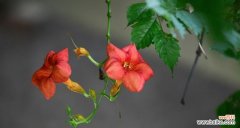 解析凌霄花的意义，看透花的神秘 探寻凌霄花的花语