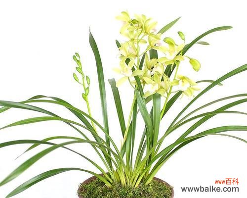 传承古人智慧 兰花的代表之人——淡泊之士