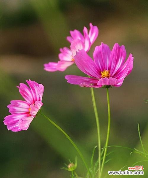 格桑花 市花——格桑花的象征寓意