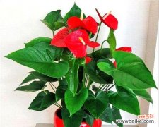 探索喇叭花对居家风水的影响 喇叭花的风水寓意与摆放位置