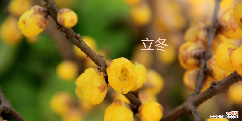 寒冬中绽放的芬芳 腊梅花