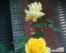 探寻以蓝桉的神秘花语与美丽开花 以蓝桉的花语及开花特点