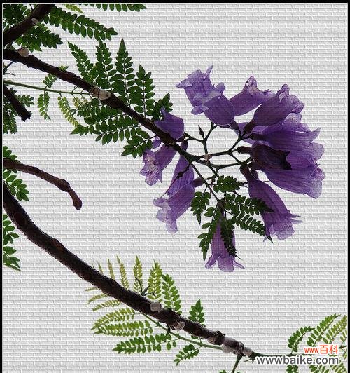 深入解读蓝花楹的象征意义 以蓝花楹的花语与寓意