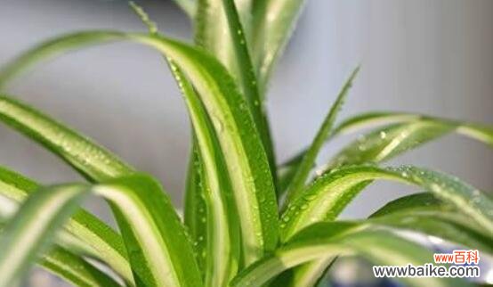 宽叶吊兰花语有哪些含义?