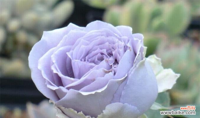 蓝色月季花语是什么？如何正确表达爱意？