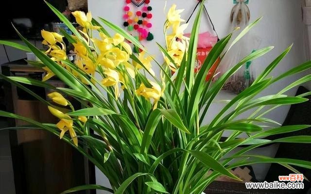 兰花象征着什么美好事物？如何用兰花表达情感？