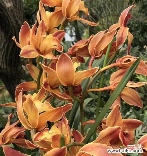 兰花象征着什么美好事物？如何用兰花表达情感？