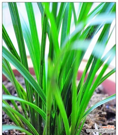 兰草叶子行龙是什么意思？如何正确解读兰草叶子的形态？