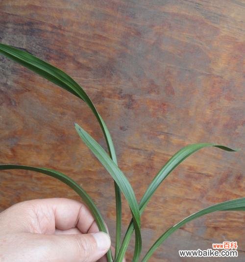 兰草叶子行龙是什么意思？如何正确解读兰草叶子的形态？