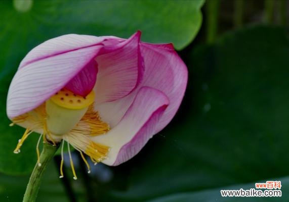 蓝荷花的花语是什么?如何用蓝荷花表达情感?