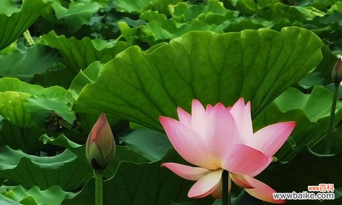 蓝荷花的花语是什么意思?如何理解蓝荷花的象征意义?