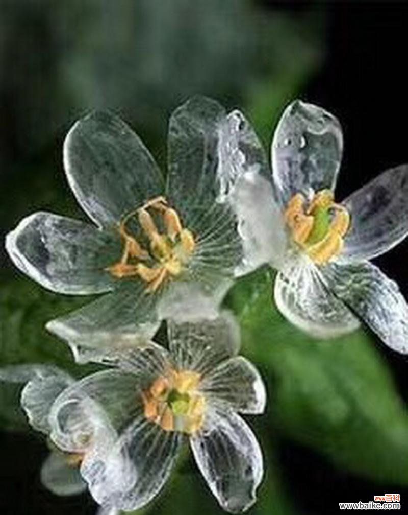 蓝荷花的花语是什么意思?如何理解蓝荷花的象征意义?