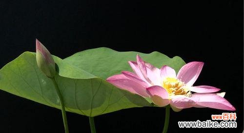 蓝荷花的花语是什么意思?如何理解蓝荷花的象征意义?