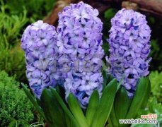 蓝色风信子的花语有哪些含义？