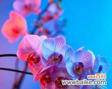 蓝色兰花花语有哪些含义？