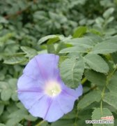 蓝色牵牛花的花语是什么？种植蓝色牵牛花需要注意什么？