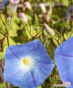 蓝色牵牛花花语是什么？如何正确解读？