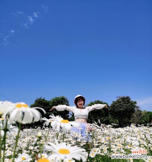 从传统语言到现代文化，解读雏菊所代表的情感与象征 探秘幸福之花——雏菊的代表意义