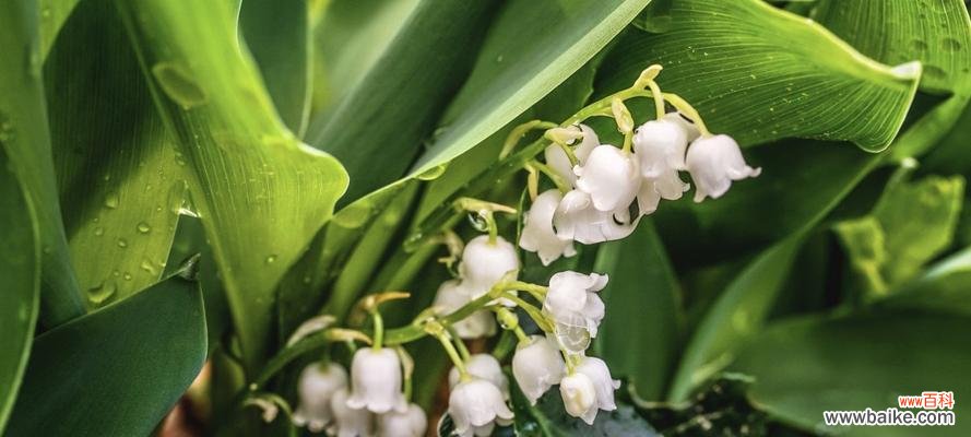 传承千年的美丽和神奇 铃兰花的花语和传说
