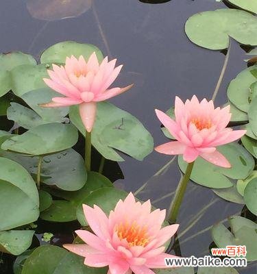 唤起生命力的水中之美 睡莲的花语与象征意义