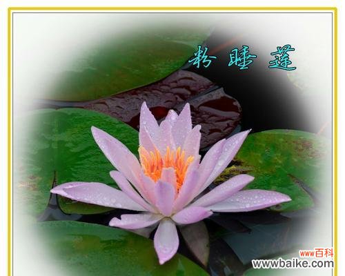 唤起生命力的水中之美 睡莲的花语与象征意义