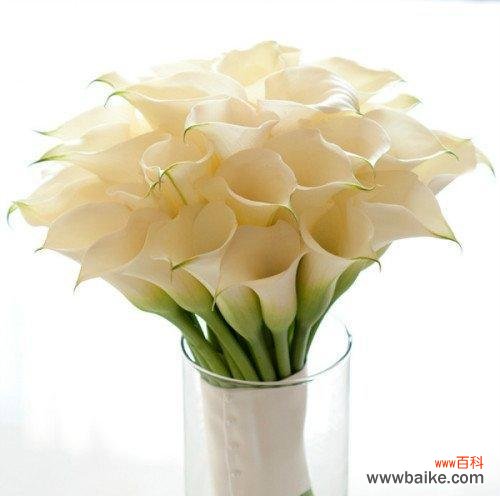 解读马蹄莲的神秘语言，知其所以然！ 马蹄莲的花语