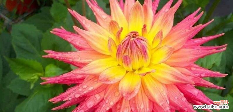 探寻大丽花的深层含义，品味花海中的灵魂 大丽花之美——解读大丽花的花语