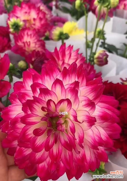 探寻大丽花的深层含义，品味花海中的灵魂 大丽花之美——解读大丽花的花语