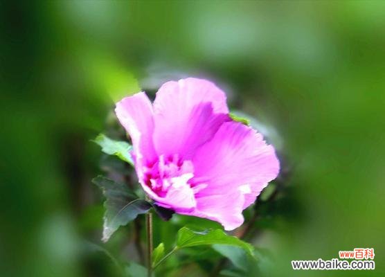 探秘这朵千姿百态的花的内涵 木槿花的花语和寓意