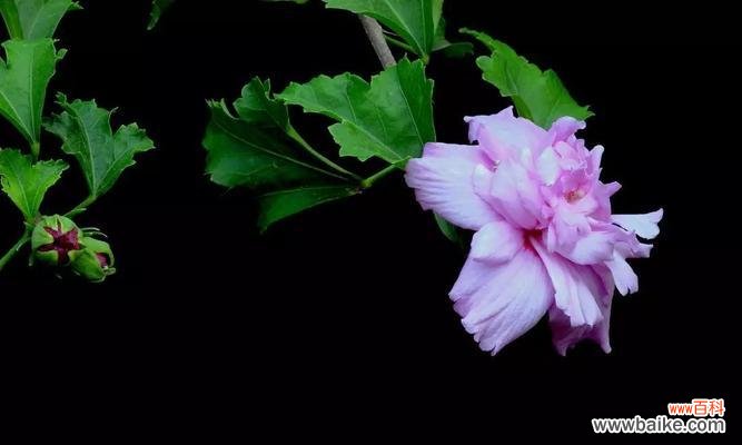 探秘这朵千姿百态的花的内涵 木槿花的花语和寓意