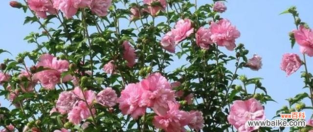 探秘这朵千姿百态的花的内涵 木槿花的花语和寓意