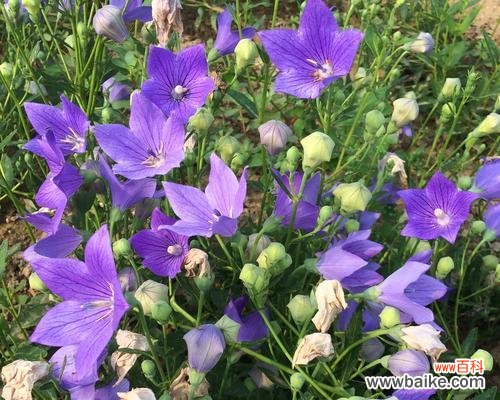 传递坚毅和爱意，用桔梗开启你的心灵之旅 解读植物花语——桔梗的意义