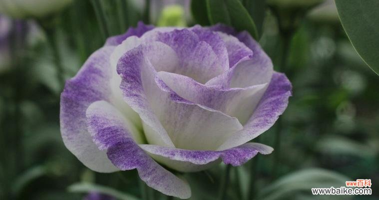 传递坚毅和爱意，用桔梗开启你的心灵之旅 解读植物花语——桔梗的意义