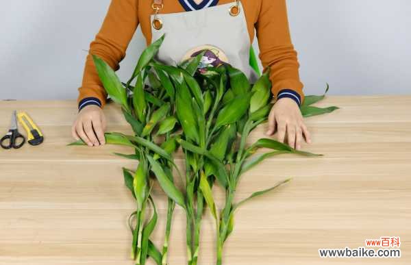 富贵竹的花语和寓意,送人有什么禁忌