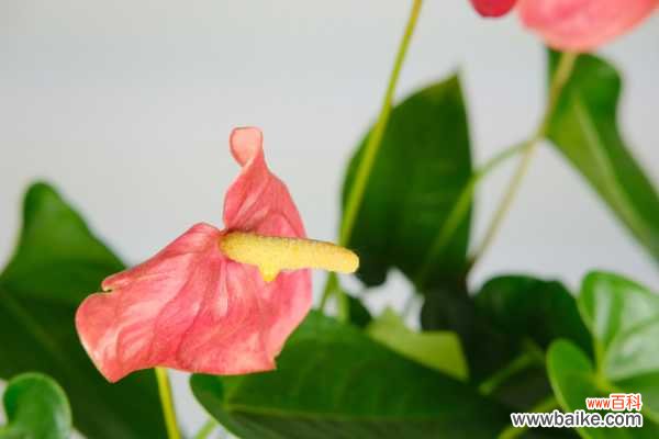 红掌的花语和寓意，送人有什么禁忌