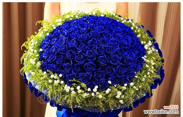 揭秘蓝色妖姬花背后的神秘 蓝色妖姬花的花语与象征意义