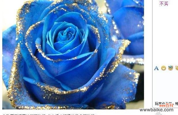 揭秘蓝色妖姬的花语之谜 蓝色妖姬的花语