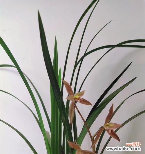 兰花象征意义是什么？兰花的花语和文化含义有哪些？