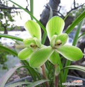 兰花语怎么样？如何解读兰花的花语含义？