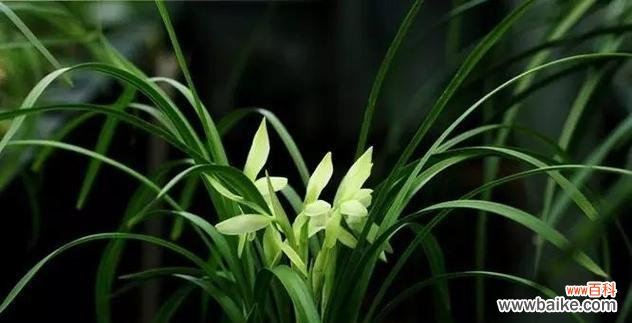 兰花寓意及花语是什么？如何正确解读兰花的花语？