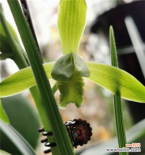 兰花飞肩是什么意思？兰花飞肩的特点和价值是什么？