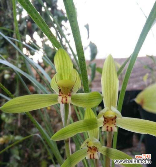 兰花飞肩是什么意思？兰花飞肩的特点和价值是什么？