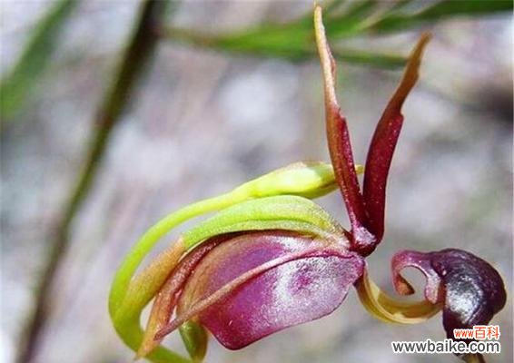兰花飞肩是什么意思？兰花飞肩的特点和价值是什么？