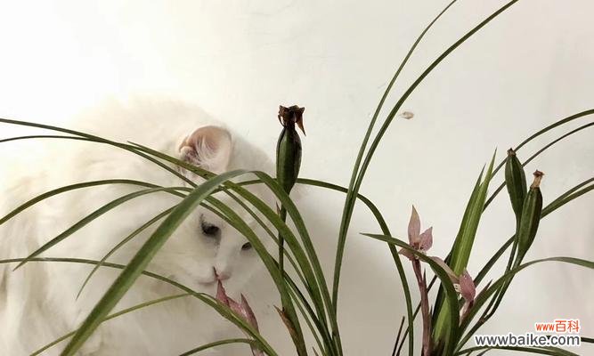 兰花复壮是什么意思？如何正确进行兰花复壮操作？