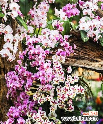 兰花象征美好事物吗？如何用兰花表达情感？