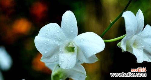 兰花象征美好事物吗？如何用兰花表达情感？